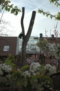 das neue Dach inmitten der Obstblüten