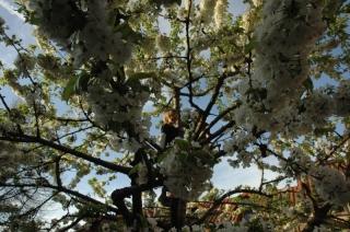 Kirschblüte